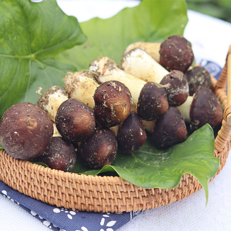 【福建古田新鲜赤松茸】珍贵菌菇 嫩滑爽脆