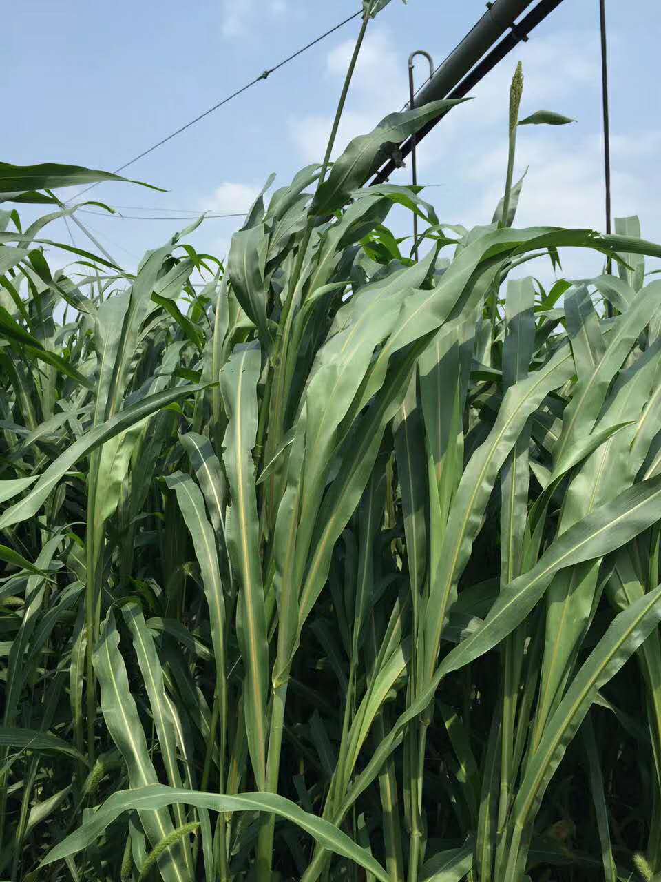 厂家直销高丹草草种猪牛羊鱼草爱吃牧草高产牧草品种齐全量大优惠