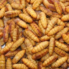 新鲜金丝蚕蛹5斤不加盐鲜活冷冻农家桑蚕蛹山东特产黄金蛹_阿里巴巴找