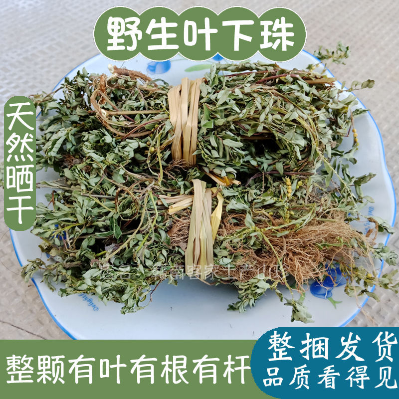 江西野生叶下珠晒干珍珠草夜合草珠仔草阴阳草天然草药茶材-阿里巴巴