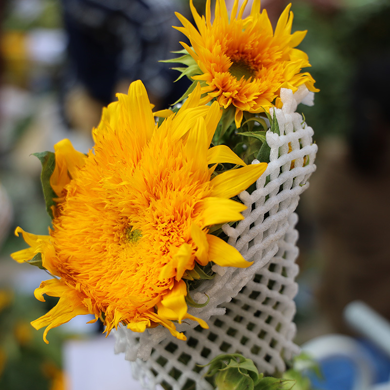 重瓣向日葵鲜花大花泰迪熊向阳花云南基地直发真花花束同城速递花