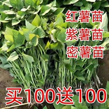 商薯19白心板栗薯苗红薯苗种地瓜苗秧脱毒高淀粉番薯种苗山芋秧苗