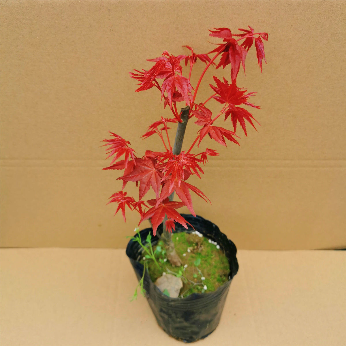 日本红枫盆景四季好养活室内桌面盆栽老桩耐寒观叶植物红舞姬树苗