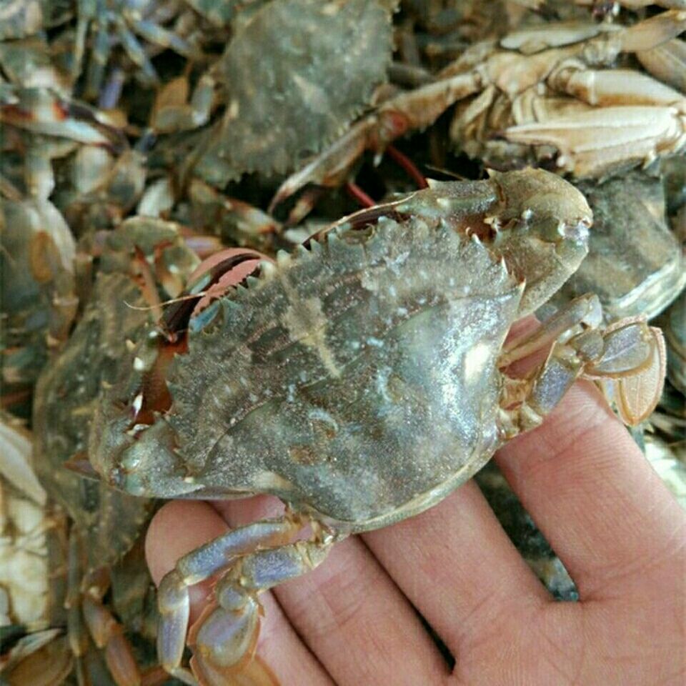 5袋包邮腌制花盖蟹螃蟹海蟹即食丹东生腌小花盖醉蟹呛蟹咸蟹海鲜