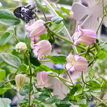 东篱园艺耐寒铁线莲樱桃唇天使舞裙胭脂扣多年生花园地栽爬藤花卉