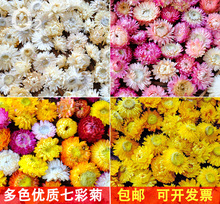 【真干菊花】七彩雏菊麦秆菊幼儿园手工DIY立体干花画花团扇材料