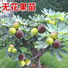 无花果树果苗超大特土四季盆栽当年结果波姬红矮化带土无花果树