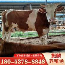 牛犊子价格 西门塔尔牛养殖资料活牛出售改良西门塔尔牛牛犊