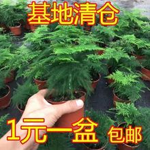 文竹盆栽植物室内净化空气办公室绿植花卉盆栽盆景四季常青小盆栽