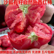 老品种沙瓤西红柿农家自种番茄新鲜自然熟柿子孕妇宝宝生吃水果