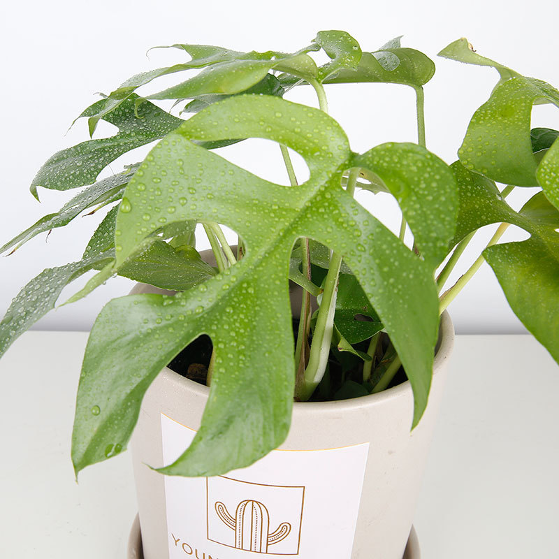 北欧网红植物姬龟背 室内耐阴爬藤植物飞来凤 迷你开背龟背竹