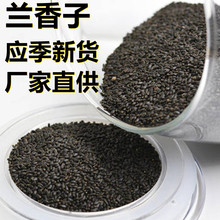 应季新货 新鲜兰香子 花草茶500克/1斤散装 厂家直供 食用休闲茶