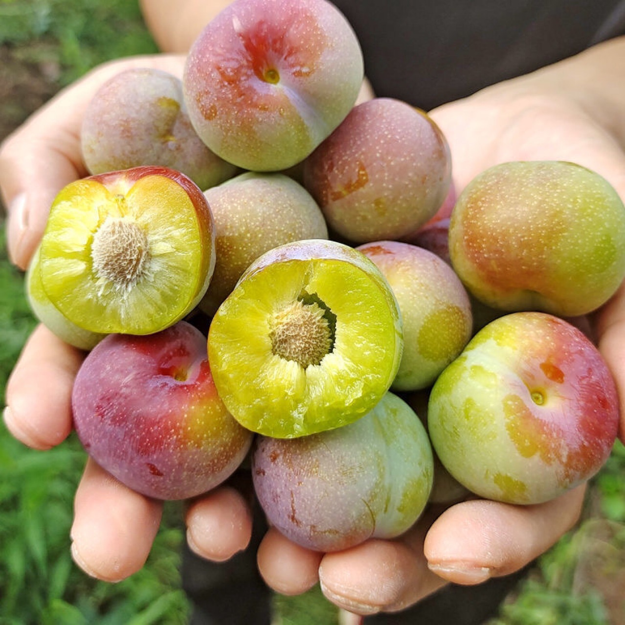 广西红心三华李珍珠李五月脆非三月李酸李子脱骨李青李子酸嘢批发