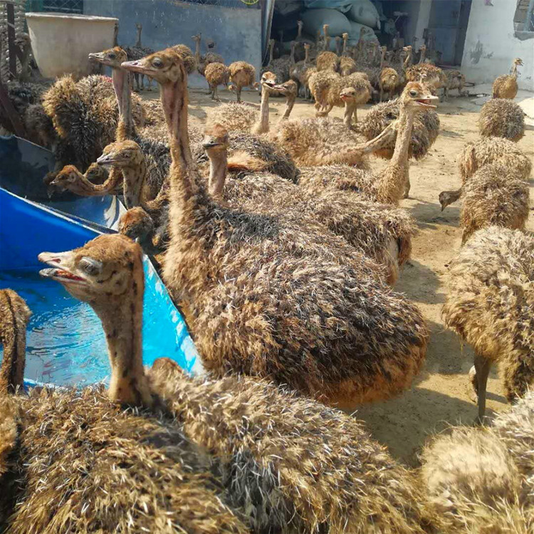 5kg 成年产蛋鸵鸟价格