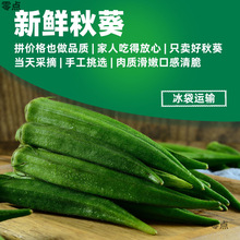 秋葵新鲜黄秋葵鲜嫩秋葵水果秋葵新鲜蔬菜产地直发现摘鲜嫩秋葵