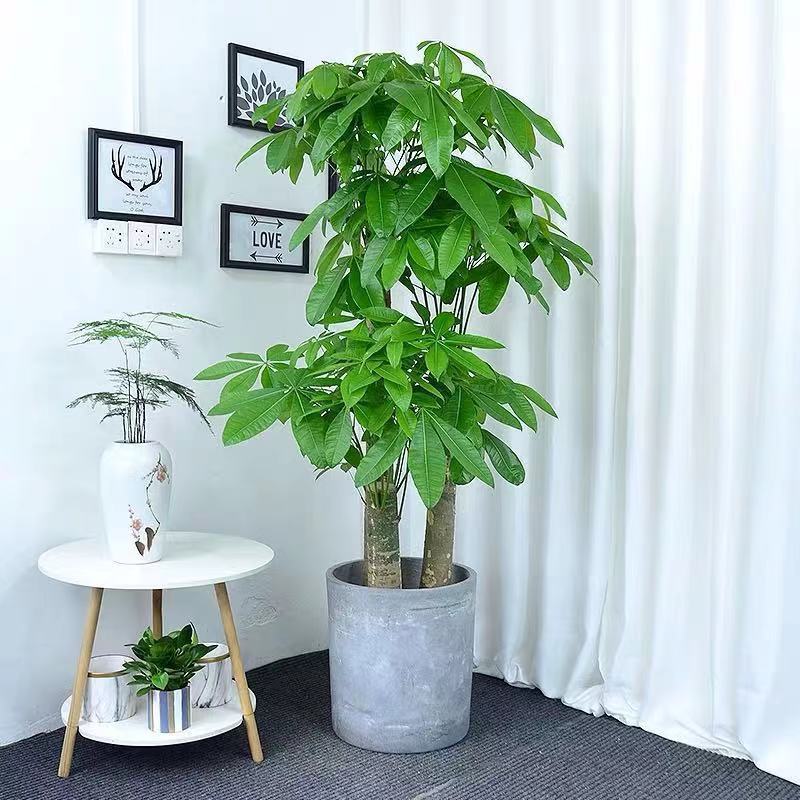 【干发财树】-干发财树厂家,品牌,图片,热帖-阿里巴巴