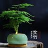 Potted plant Botany Asparagus indoor Office Decoration Study desktop Green plant flowers and plants a living room Small bonsai