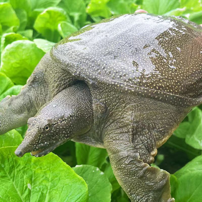 杭州鲜活食用母甲鱼青黄背生态甲鱼王八中华鳖生态青