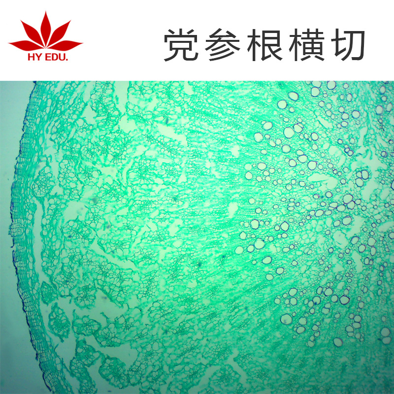 党参根横切 生物切片 植物细胞标本 显微镜观察玻璃玻片