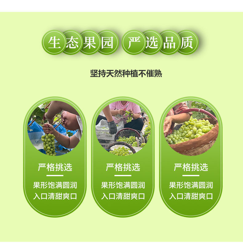 阳光玫瑰葡萄新鲜晴王葡萄香甜爆汁无核青提当季孕妇新鲜水果批发