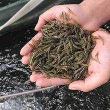 t喂乌龟吃的小活鱼苗饲料淡水养殖小型活饵龟粮鳄龟食用小鱼鲫鱼