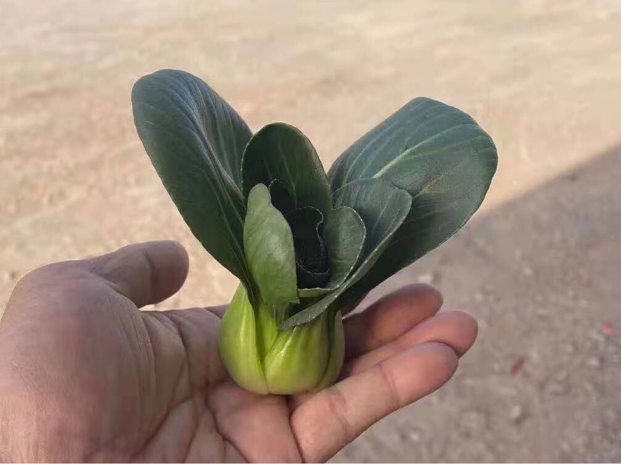 包邮春季新品宁夏上海山东河南菜场青仔青胆小棵青梗菜种子1斤