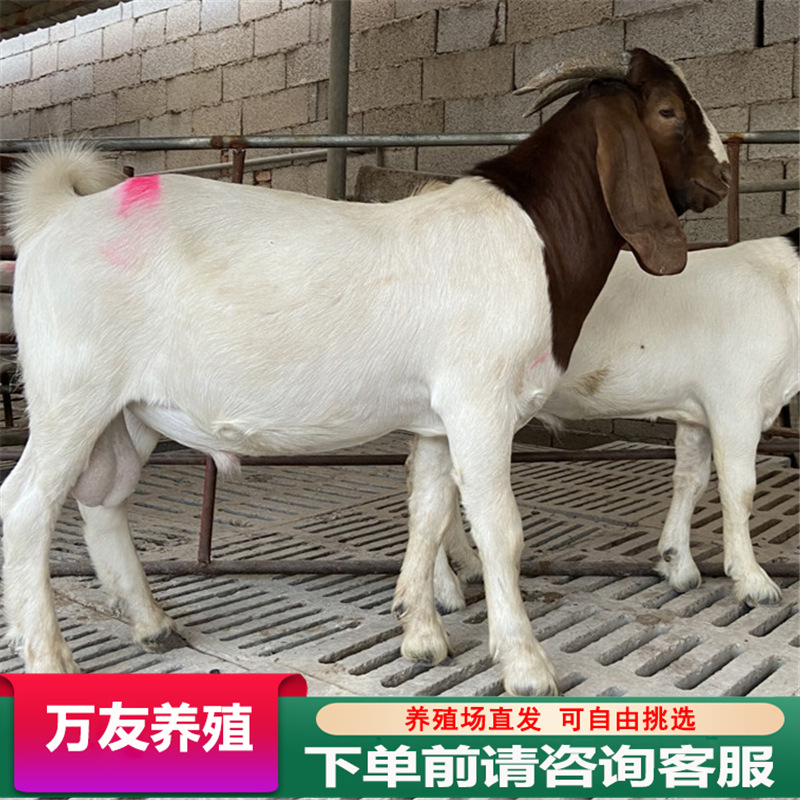 散养波尔山羊种羊河北河南波尔山羊养殖场种羊羊苗活体肉羊种公羊