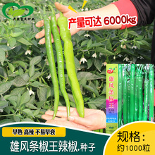 雄风条椒王辣椒种子 农田菜园蔬菜早熟高辣辣椒籽易种植