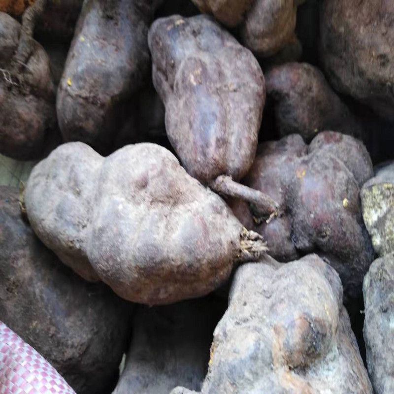 500g何首乌新鲜何首乌中药材何首乌苗鲜首乌赤首乌生首乌