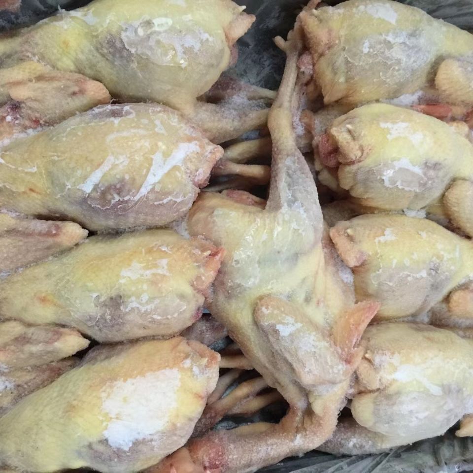 新鲜速冻老母鸡淘汰蛋鸡下蛋鸡红毛蛋鸡一箱19斤6-10只熬汤食材