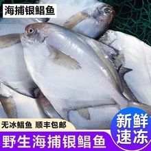 【顺丰包邮】大号银鲳鱼新鲜无冰野生白鲳鱼平鱼海鲜水产整箱批发
