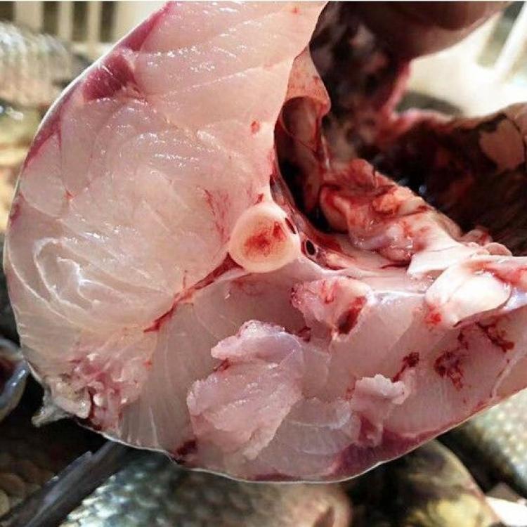 微山湖野生野生草鱼生态鲩鱼草混厚子鱼现草青淡水鱼餐饮生鲜鱼类