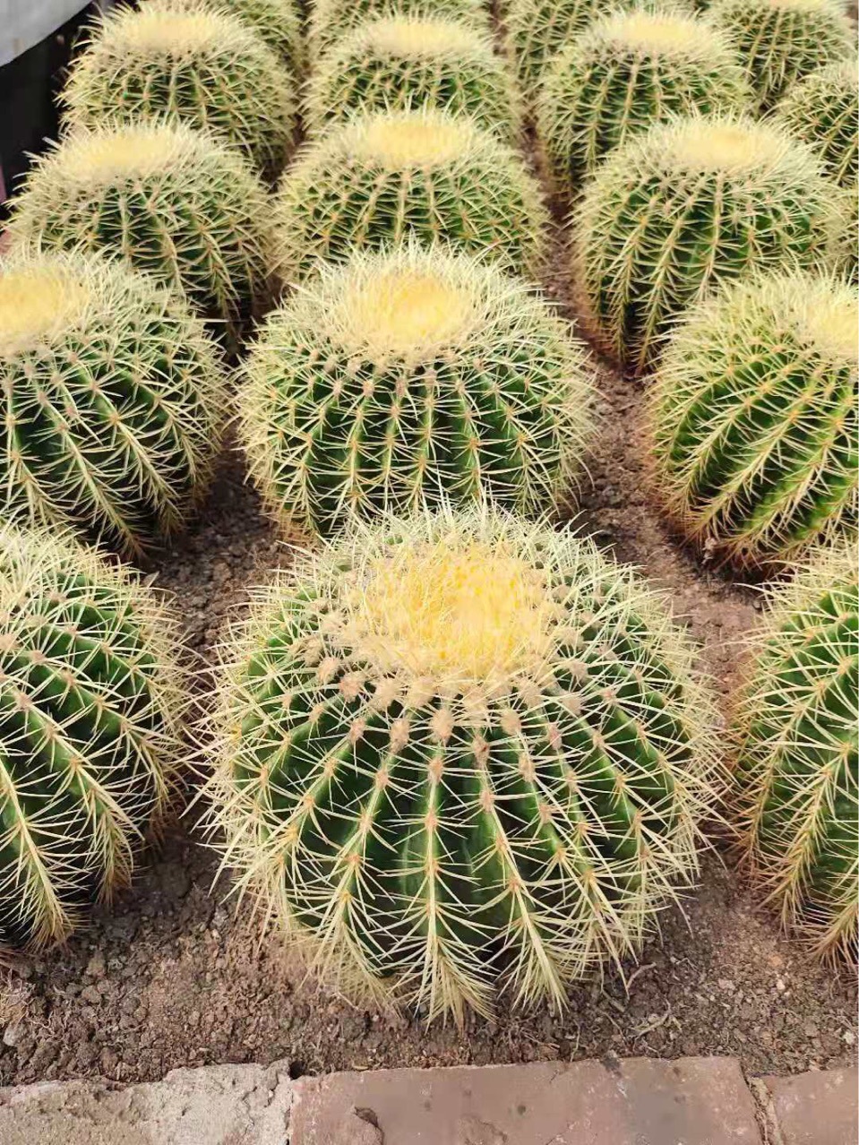 盆栽球形多肉植物8装金虎仙人球仙人掌沙生植物花卉基地发货