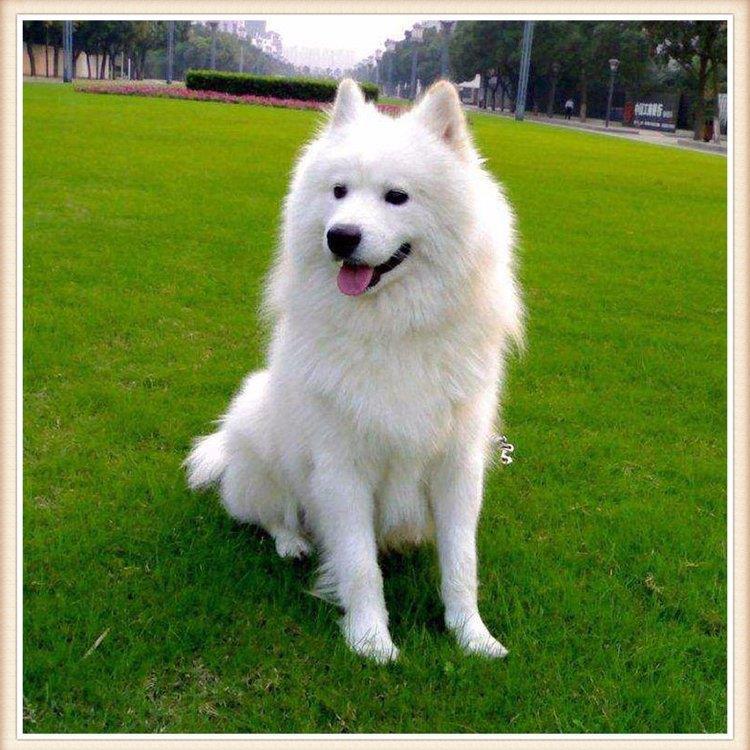 萨摩耶幼崽纯种宠物狗狗 萨摩耶活物幼犬 可爱微笑天使犬