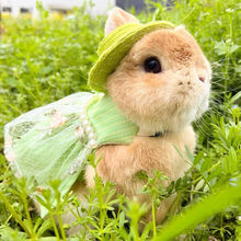 兔子衣服宠物猪溜兔绳牵引绳裙子可调节侏儒兔用外出拍照