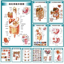 人体内脏解剖图系统结构示意图医学宣传挂图贴画定尺寸骨骼肌肉