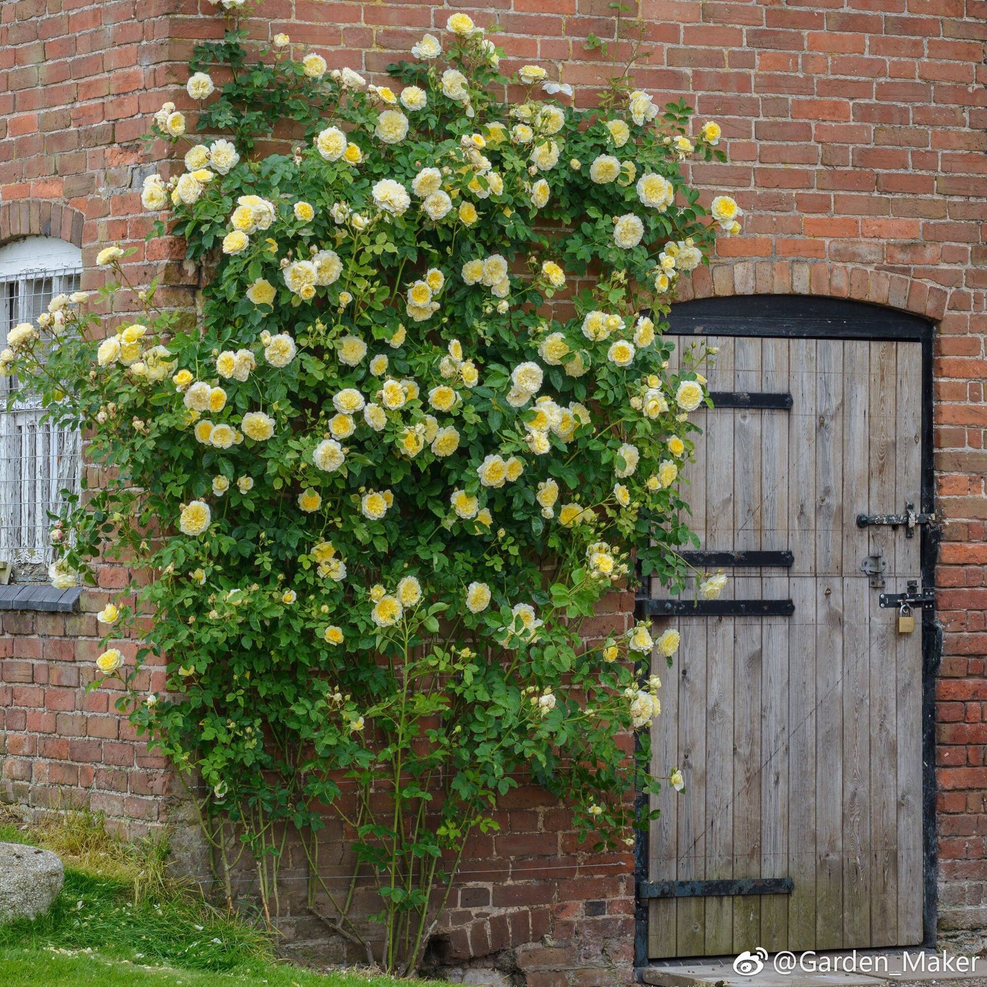 庭院别墅花园爬藤爬墙植物龙沙宝石藤本月季多季开花欧月母系大苗