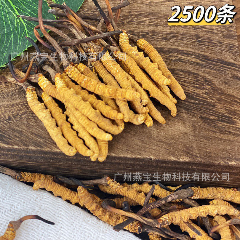 正品西藏那曲冬虫夏草断草精选冻干虫草干货 一件代发-阿里巴巴