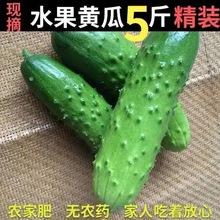 黄瓜现摘水果小黄瓜山东旱新鲜水果1/2/5斤甜嫩脆生吃厂家直销