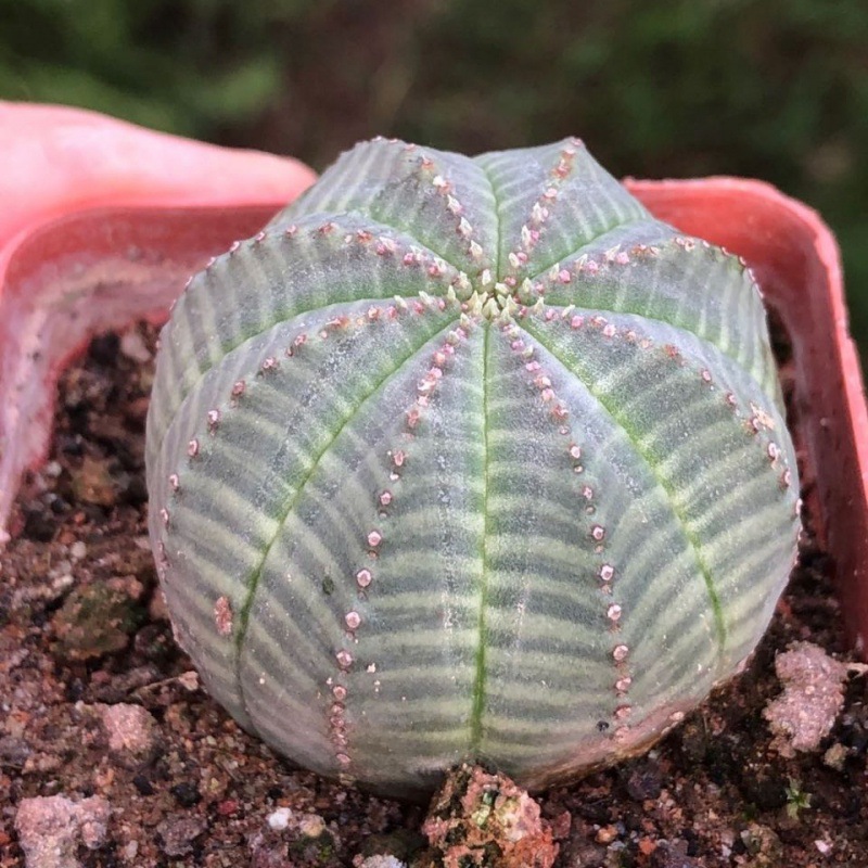 发泄球批发仙人球单头布纹西瓜兜自根室内绿植盆栽防辐射多肉植物