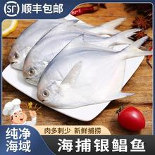 野生中等银鲳鱼白鲳 海捕扁鱼平鱼新鲜冷冻海鱼海鲜活水产整箱5斤