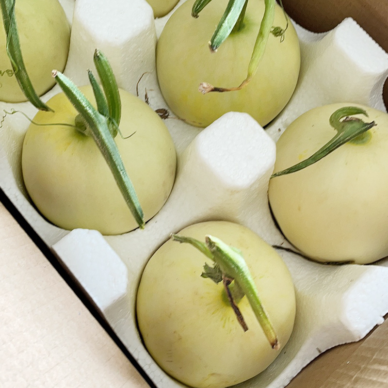 陕西阎良甜瓜整箱新鲜当季孕妇水果香瓜蜜瓜头茬脆甜小白瓜大果
