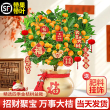 四季金桔树苗盆栽带果可食用室内橘子果树绿植沙砂糖桔树果苗跨境