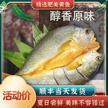 醇香宁德黄鱼鲞大黄鱼黄花鱼开背冷冻海鲜小黄鱼深海现铺批发烤鱼