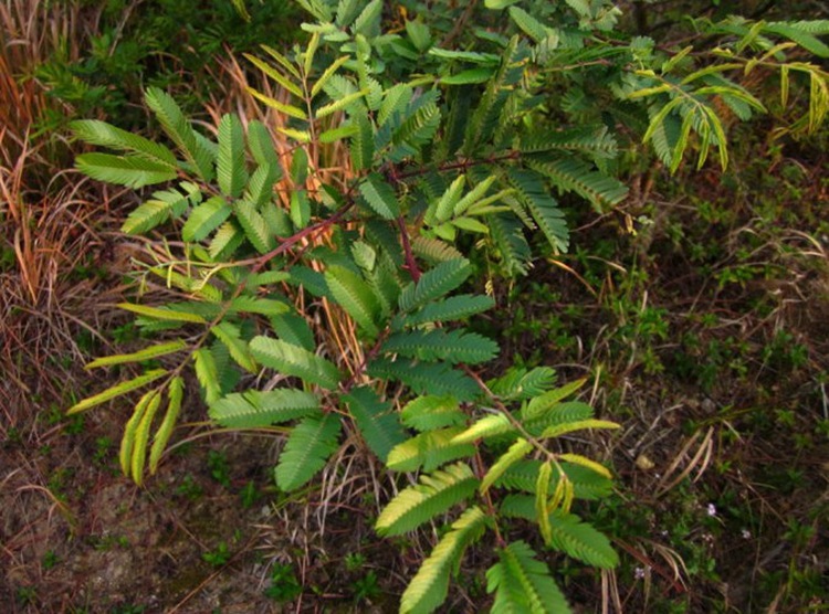 簕仔树种子 勒子树 围园勒 勒子刺绿篱笆有刺带刺勒篱树