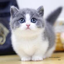 英短乳色幼猫曼基康矮脚短腿小猫咪纯种活体长毛拿破仑宠物猫橘猫