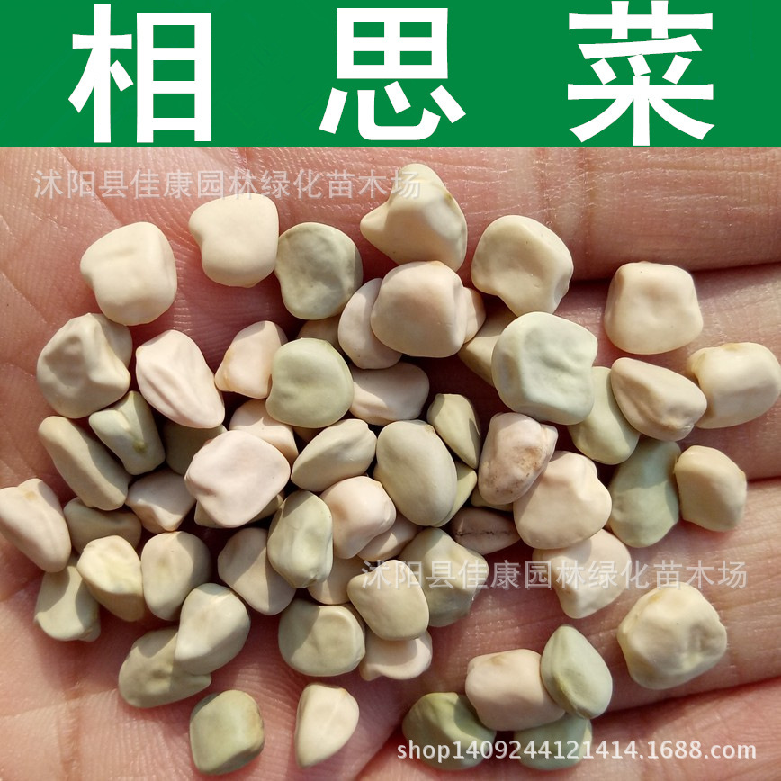 松柳菜种子 松柳苗 相思菜种子 马牙豆 1件=1斤-阿里巴巴