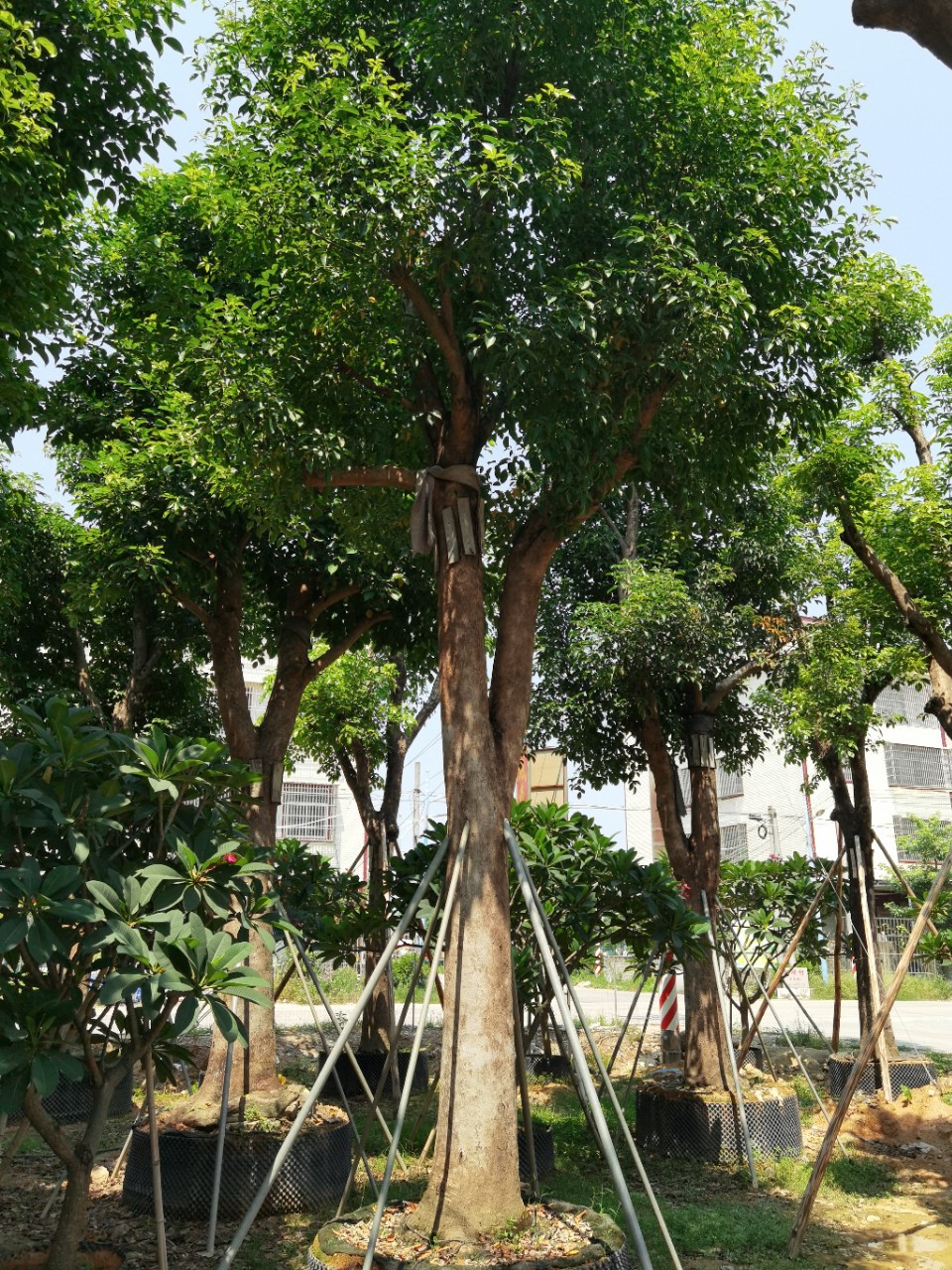 欣景园林长期出售秋枫树重阳木树米径30至50公分少量供应