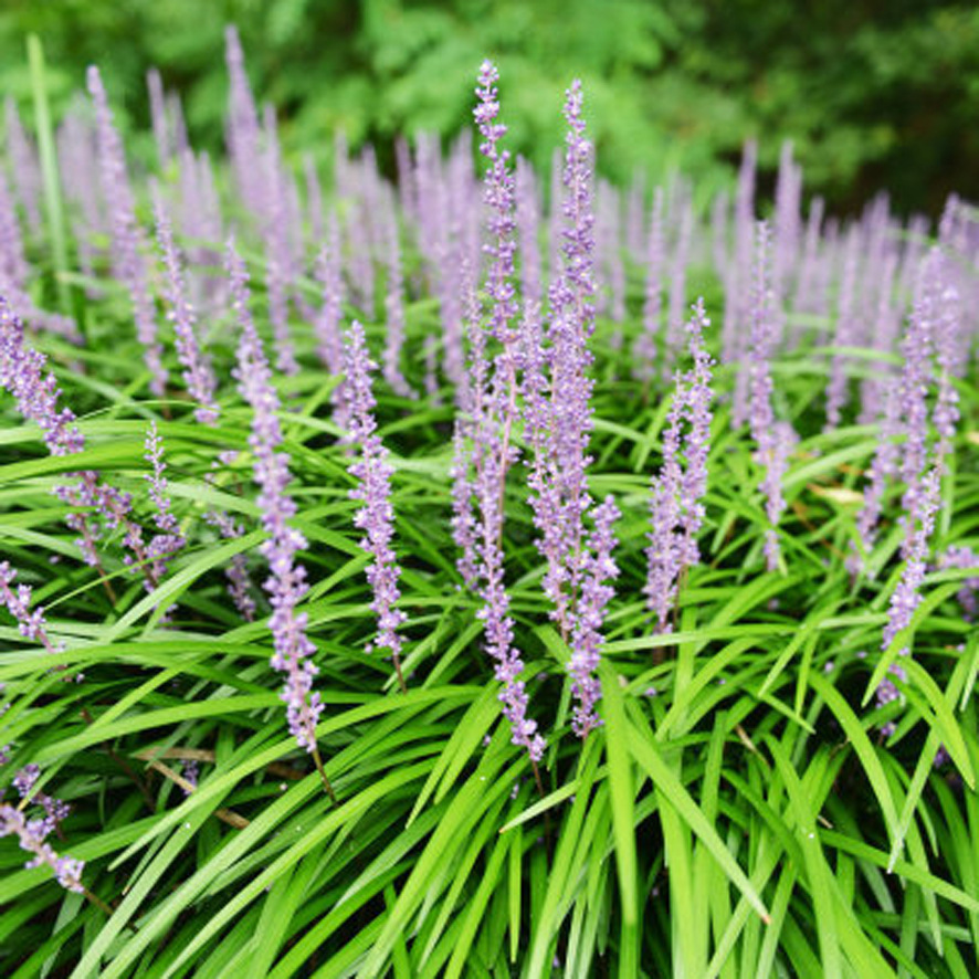 苗圃批发 兰花三七小苗 绿化色块 地被用苗货源充足 兰花三七苗