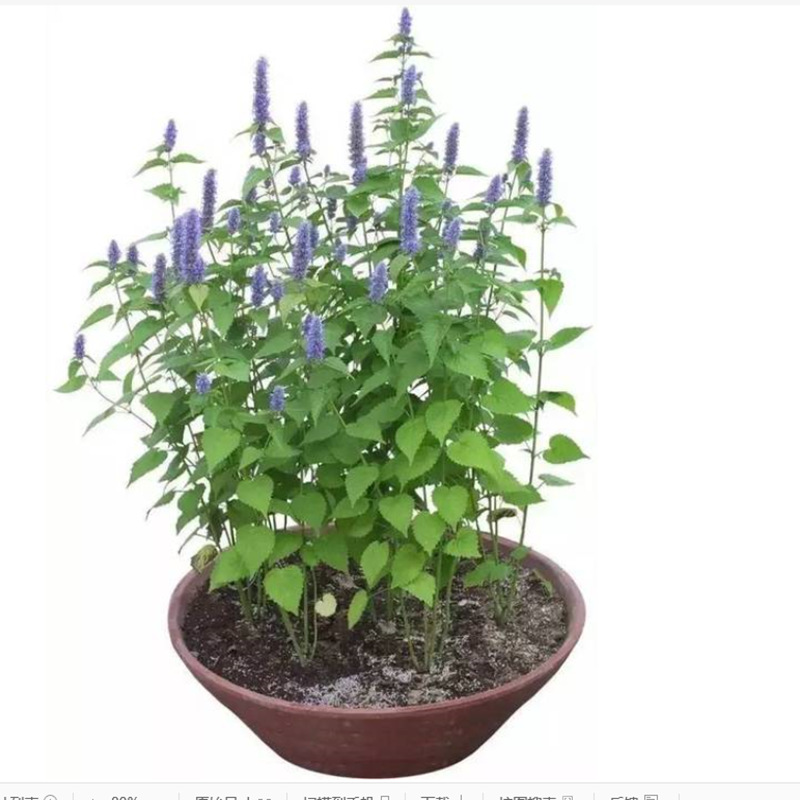 批发多年生草本植物 食用藿香种籽 土藿香 五香叶鱼香  藿香种子